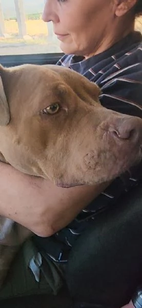 Pitbull Red Nose femmina 2/3anni,salvata da una realt&agrave; di fame e sete COSENZA | Foto 2
