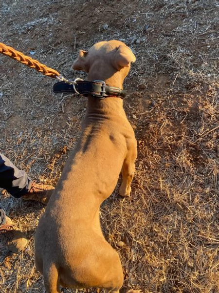 Pitbull Red Nose femmina 2/3anni,salvata da una realt&agrave; di fame e sete COSENZA | Foto 0