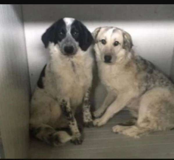 Bar&ugrave; 6anni entrato cucciolo in rifugio con la mamma( adottata).CROTONE | Foto 3