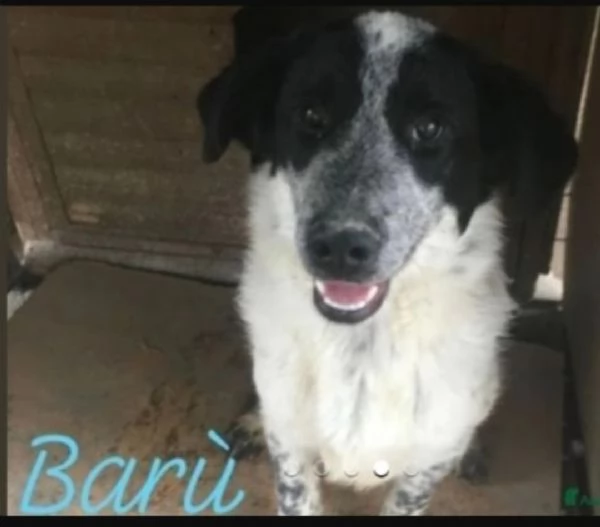 Bar&ugrave; 6anni entrato cucciolo in rifugio con la mamma( adottata).CROTONE | Foto 2