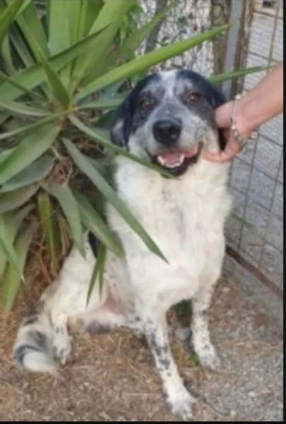 Bar&ugrave; 6anni entrato cucciolo in rifugio con la mamma( adottata).CROTONE | Foto 1