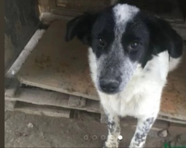Bar&ugrave; 6anni entrato cucciolo in rifugio con la mamma( adottata).CROTONE | Foto 0
