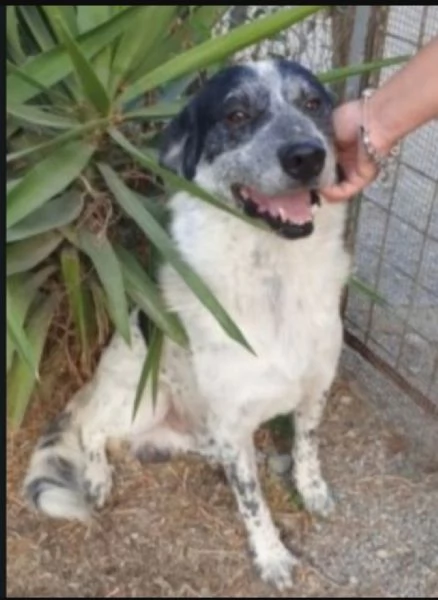 Bar&ugrave; 6anni entrato cucciolo in rifugio con la mamma( adottata).CROTONE
