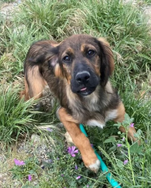 Mix Setter 2anni e 1/2 rimasto solo in box.COSENZA | Foto 5
