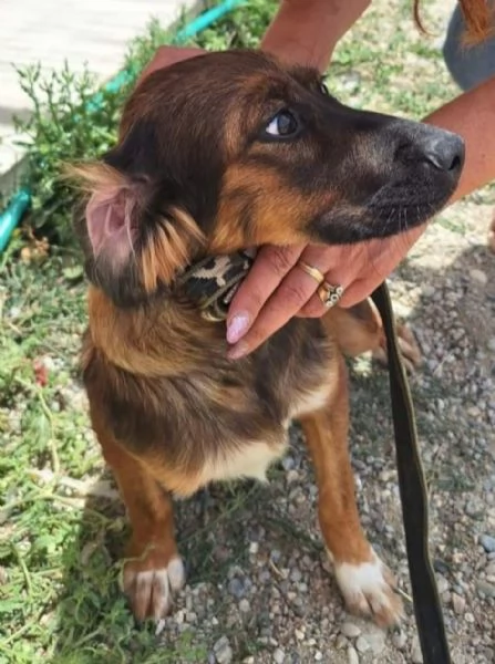 Mix Setter 2anni e 1/2 rimasto solo in box.COSENZA