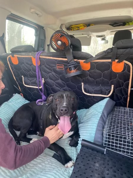 Atena Pitbull 5anni BUONISSIMA vive sola h 24! MANTOVA  | Foto 3