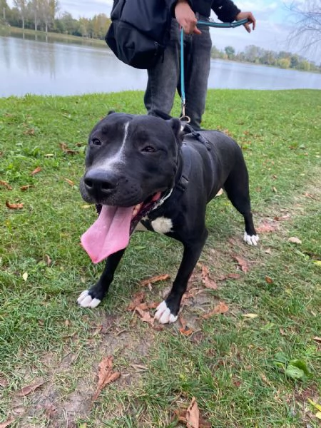 Atena Pitbull 5anni BUONISSIMA vive sola h 24! MANTOVA  | Foto 2