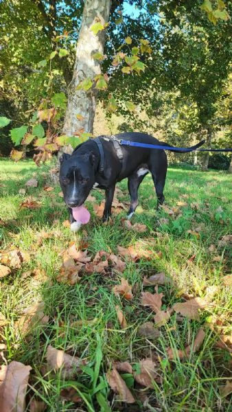 Atena Pitbull 5anni BUONISSIMA vive sola h 24! MANTOVA  | Foto 1