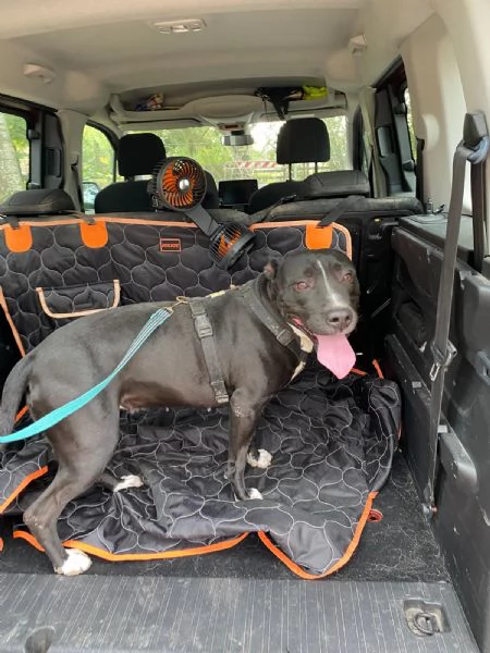 Atena Pitbull 5anni BUONISSIMA vive sola h 24! MANTOVA  | Foto 0