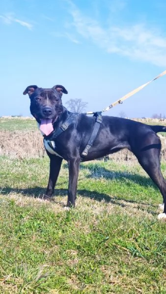 Atena Pitbull 5anni BUONISSIMA vive sola h 24! MANTOVA 