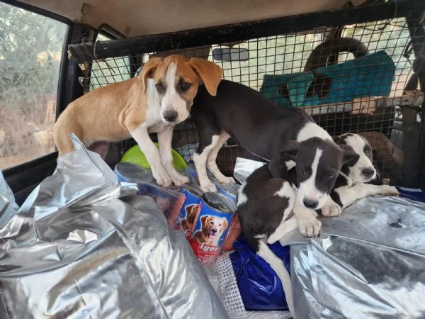 3femmine sui 3mesi tg media SOS COSENZA | Foto 0
