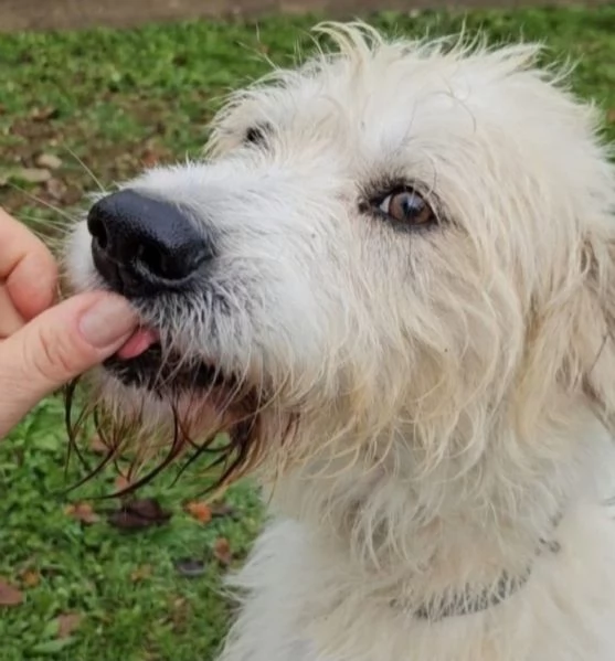 Simil Spinone 6anni splendido salvato 3anni [hidden] | Foto 5