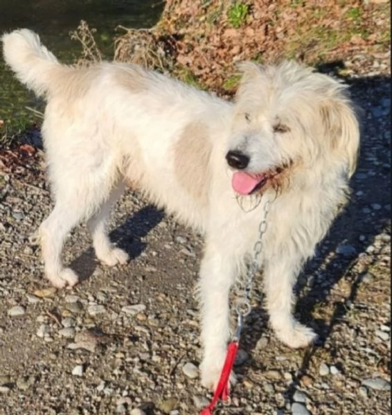 Simil Spinone 6anni splendido salvato 3anni [hidden] | Foto 4