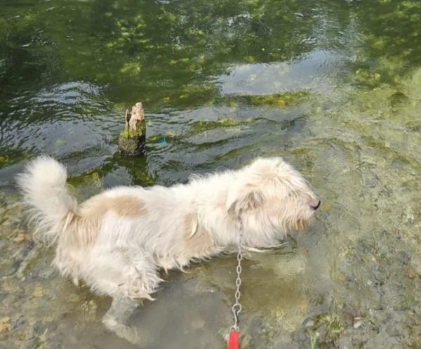 Simil Spinone 6anni splendido salvato 3anni [hidden] | Foto 3