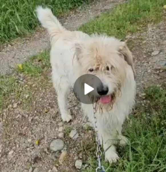 Simil Spinone 6anni splendido salvato 3anni [hidden] | Foto 0