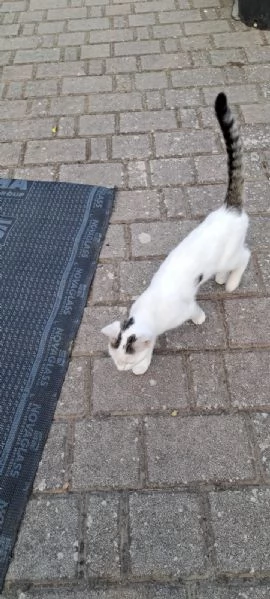 Micina 4/5mesi ULTIMA RIMASTA. VOGHERA PV