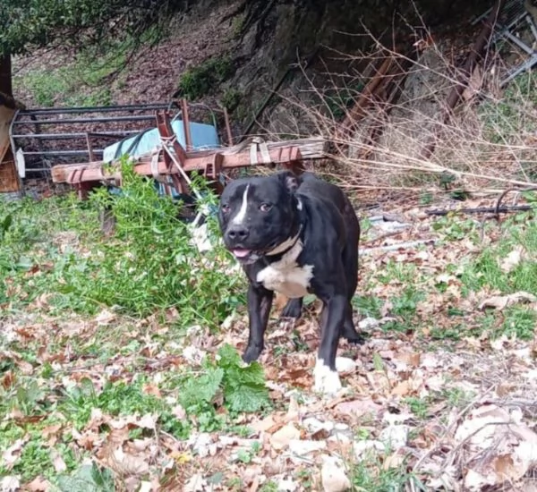 Amstaff/bully 3anni TROPPO SFORTUNATO! AIUTATELO! MANTOVA | Foto 1