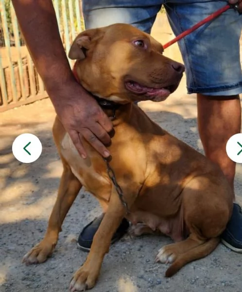 Tecla simil Pitbull Red Nose 3anni salvata 1anno fa LUINO VA | Foto 3