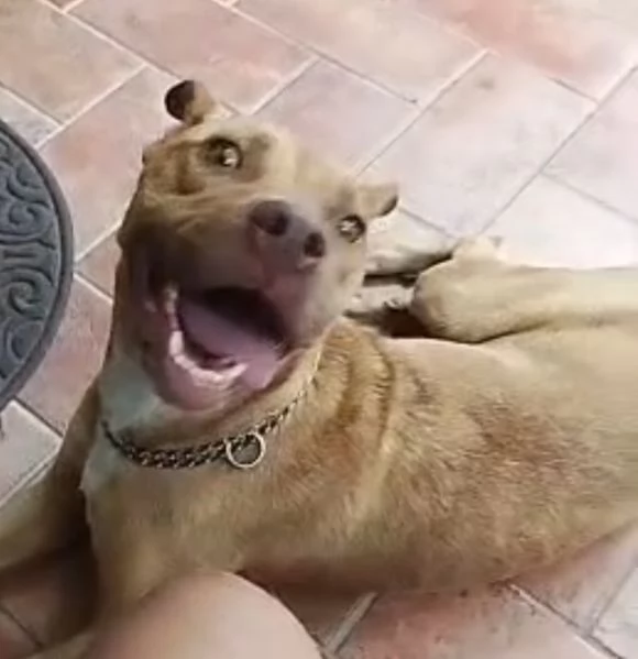 Tecla simil Pitbull Red Nose 3anni salvata 1anno fa LUINO VA | Foto 2