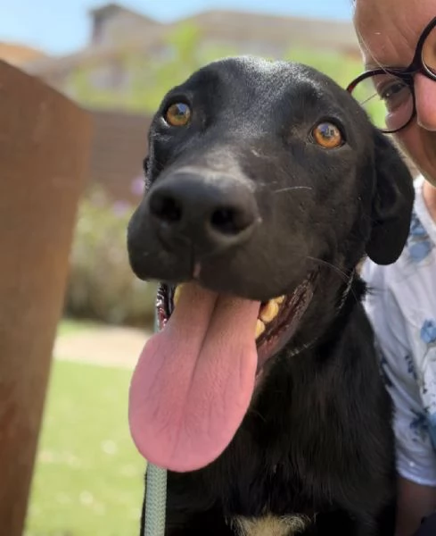 Thor 1anno nero (mamma simil Labrador) aspetta ancora SICILIA | Foto 3