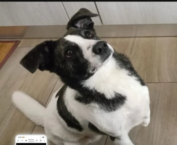 Femmina 3anni TRIPODE URGENTE STALLO/ [hidden] | Foto 0