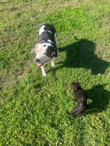 Amstaff femmina 10anni ok gatti SOS MILANO AIUTO