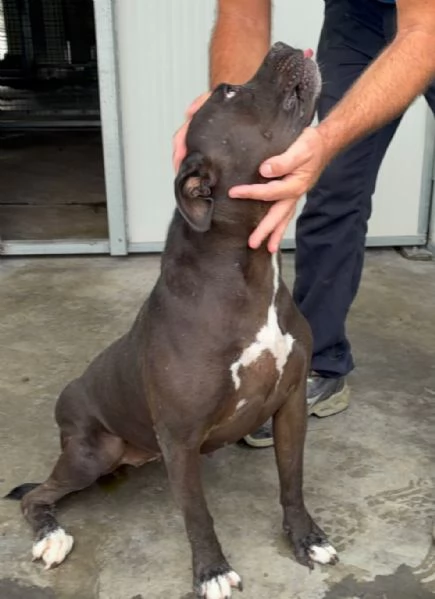 Pitbull femmina marrone 2/3anni mollata 15gg fa.SICILIA
