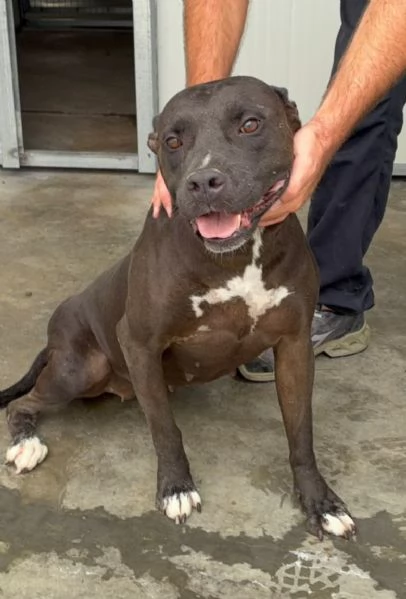 Pitbull femmina marrone 2/3anni mollata 15gg fa.SICILIA | Foto 0