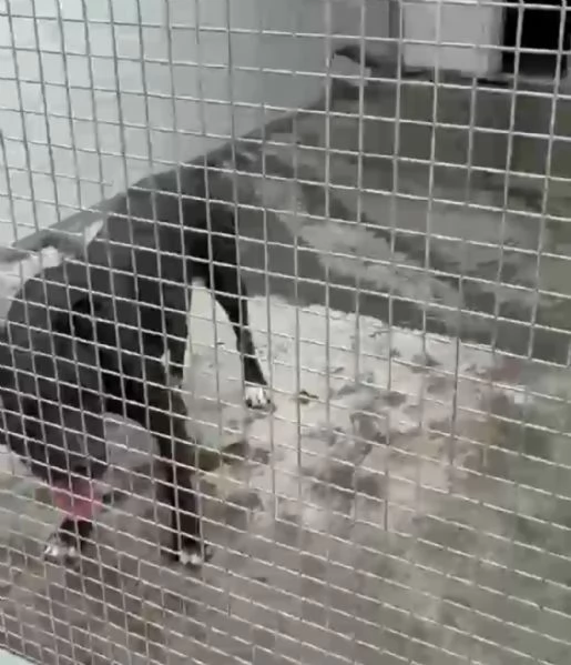 Amstaff Bully 3anni TROPPO SFORTUNATO! AIUTATELO! MANTOVA  | Foto 2