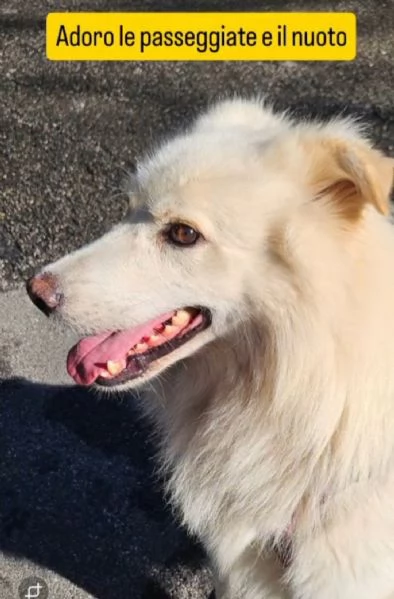 Bubu 5anni,2a catena,da 3in rifugio NON TROVA CASA! NOVARA | Foto 6