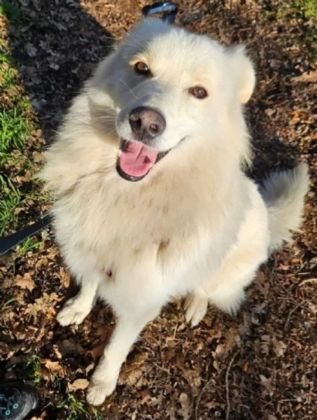Bubu 5anni,2a catena,da 3in rifugio NON TROVA CASA! NOVARA | Foto 4