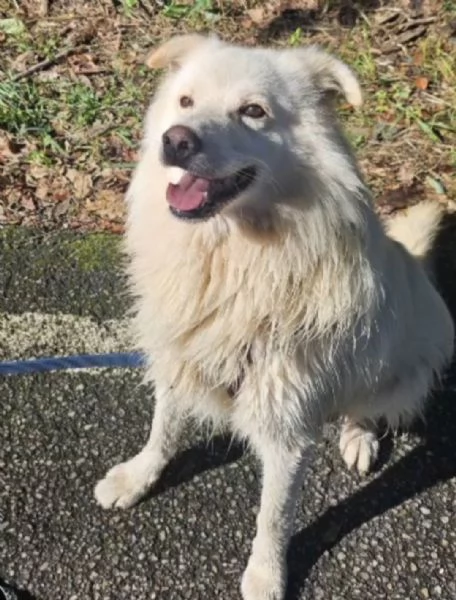 Bubu 5anni,2a catena,da 3in rifugio NON TROVA CASA! NOVARA | Foto 1