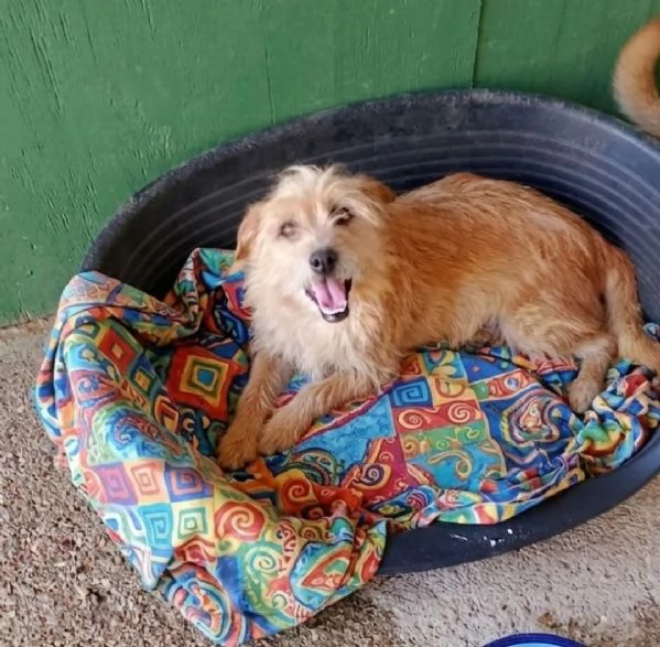 2mix yorkini 4 e7anni,finiti in canile! Adozione separata.CAGLIARI | Foto 6