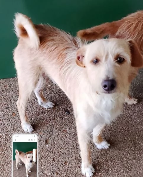 2mix yorkini 4 e7anni,finiti in canile! Adozione separata.CAGLIARI | Foto 3