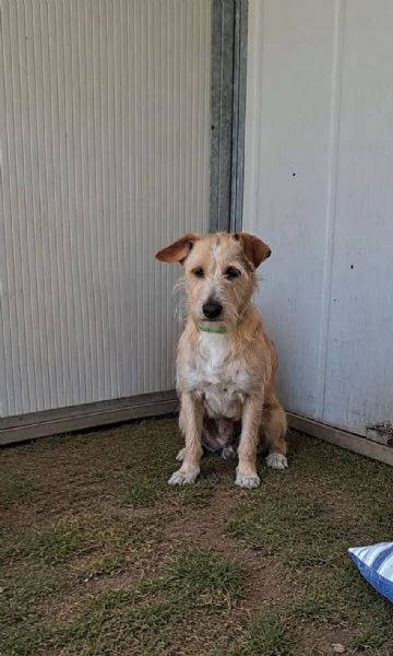 2mix yorkini 4 e7anni,finiti in canile! Adozione separata.CAGLIARI | Foto 2