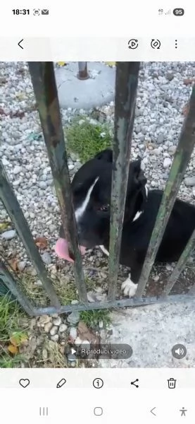 Amstaff 3anni SFIGATISSIMO..URGENTE MIRACOLO! MANTOVA | Foto 6