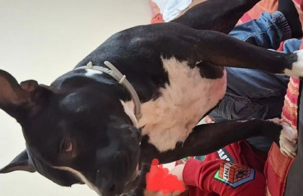 Amstaff 3anni SFIGATISSIMO..URGENTE MIRACOLO! MANTOVA | Foto 1
