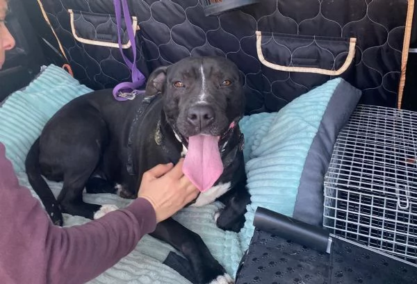 ATENA simil Pitbull SFORTUNATA,BUONISSIMA 5ANNIBUONISSIMA e 1/2,h24 in box! MANTOVA SOS AIUTO | Foto 2