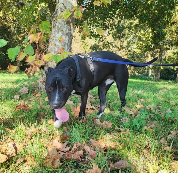 ATENA simil Pitbull SFORTUNATA,BUONISSIMA 5ANNIBUONISSIMA e 1/2,h24 in box! MANTOVA SOS AIUTO | Foto 1