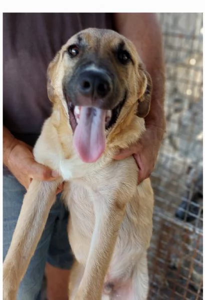 Bea pastorina 7/8mesi RIMASTA SOLA IN RECINTO! CAGLIARI URGENTE | Foto 0
