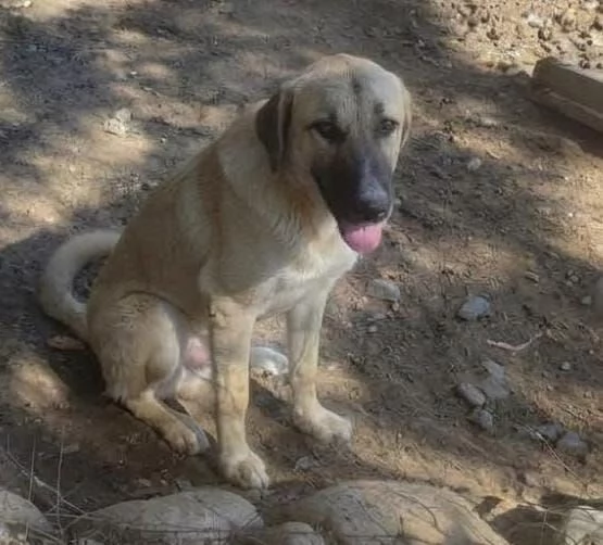 Bea pastorina 7/8mesi RIMASTA SOLA IN RECINTO! CAGLIARI URGENTE