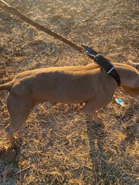 Pitbull Red Nose femmina 2/3anni salvata magrissima. SUD | Foto 4