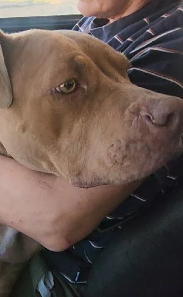 Pitbull Red Nose femmina 2/3anni salvata magrissima. SUD | Foto 1