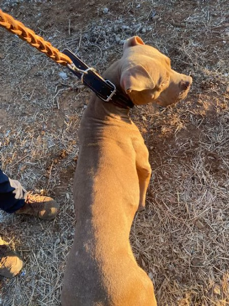 Pitbull Red Nose femmina 2/3anni salvata magrissima. SUD | Foto 0