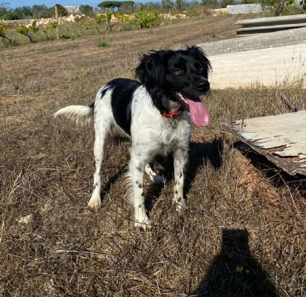 Breton femmina 3anni vive in una stanza. Lecce] | Foto 0