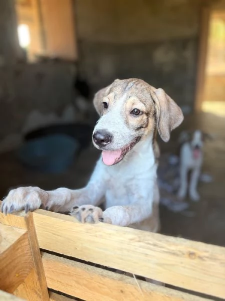 Leon/Byron 5mesi SENZA RICHIESTE.SIRACUSA