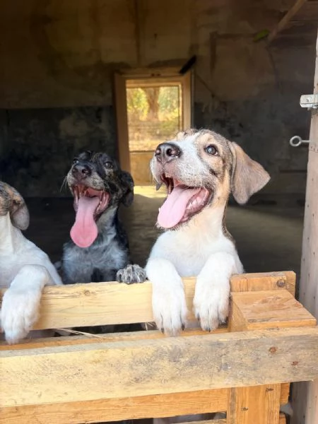 Leon/Byron 5mesi SENZA RICHIESTE.SIRACUSA | Foto 5