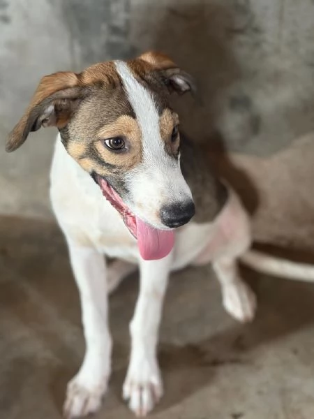 Leon/Byron 5mesi SENZA RICHIESTE.SIRACUSA | Foto 4