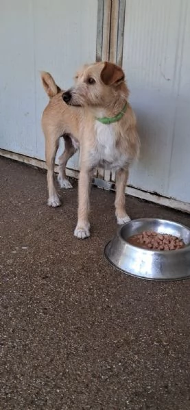2mix yorkini di 4 e 7anni,tg piccola,anche separati.CAGLIARI | Foto 6