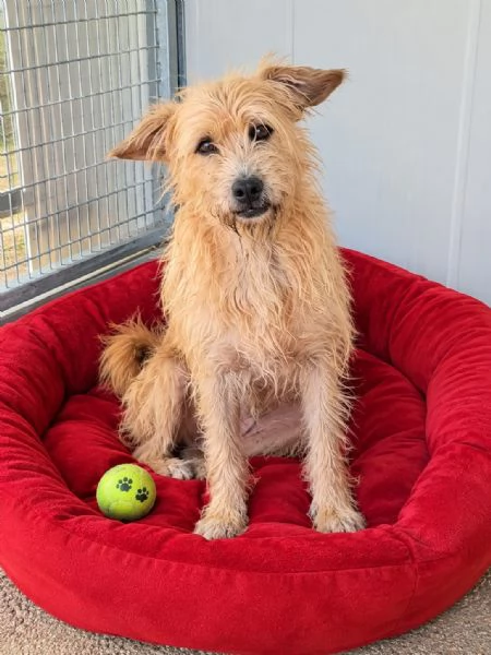 2mix yorkini di 4 e 7anni,tg piccola,anche separati.CAGLIARI